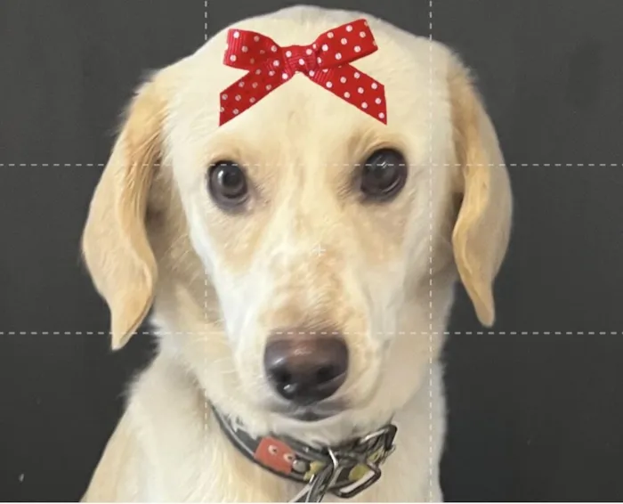 Cachorro raça SRD-ViraLata idade 1 ano nome Mel 