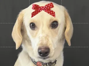 Cachorro raça SRD-ViraLata idade 1 ano nome Mel 