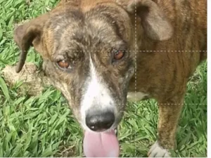 Cachorro raça SRD-ViraLata idade 1 ano nome Tigresa 