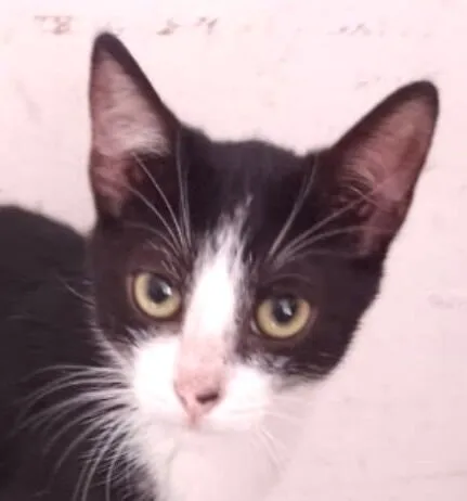 Gato raça SRD-ViraLata idade 2 a 6 meses nome Dudu 