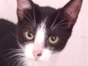 Gato raça SRD-ViraLata idade 2 a 6 meses nome Dudu 