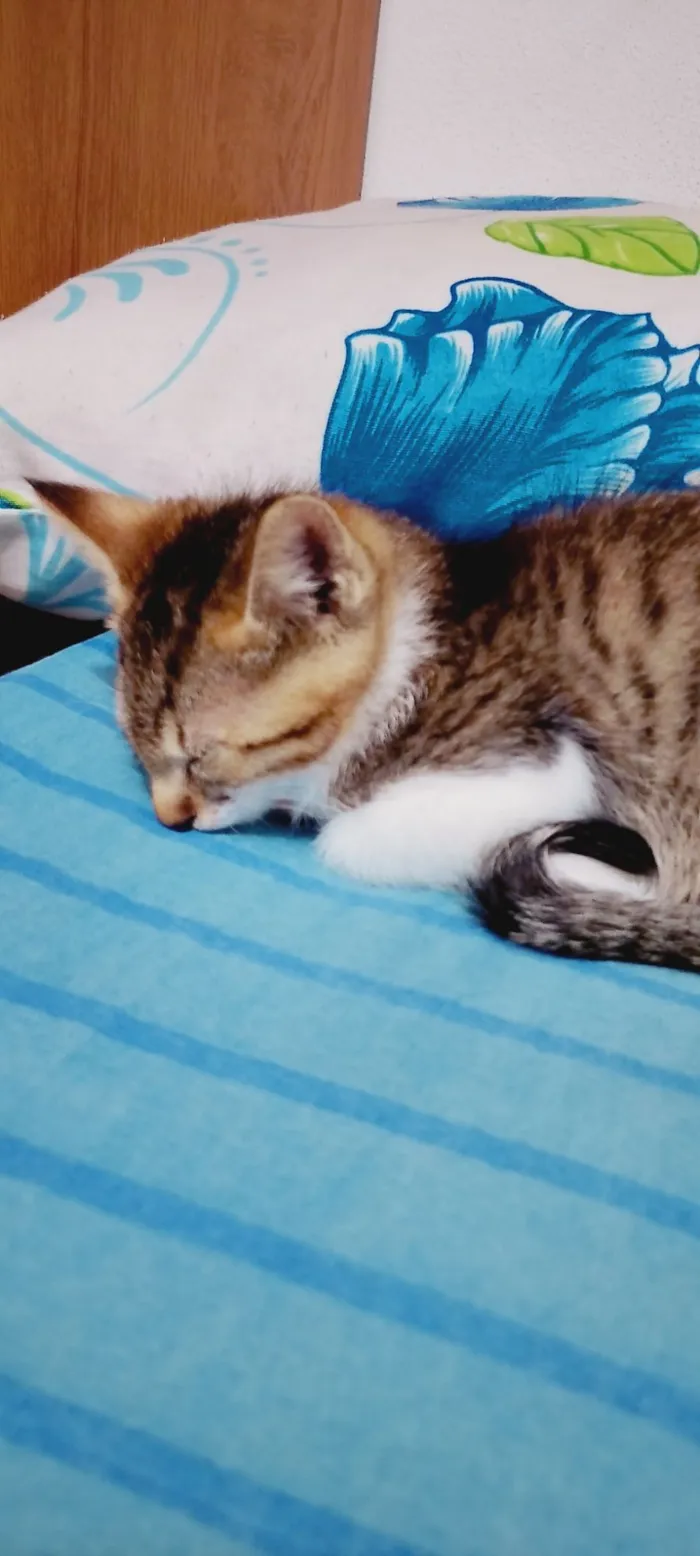 Gato raça SRD-ViraLata idade 2 a 6 meses nome Jorginho