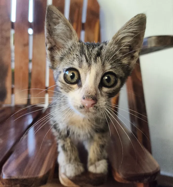 Gato raça SRD-ViraLata idade Abaixo de 2 meses nome ainda não tem nome*