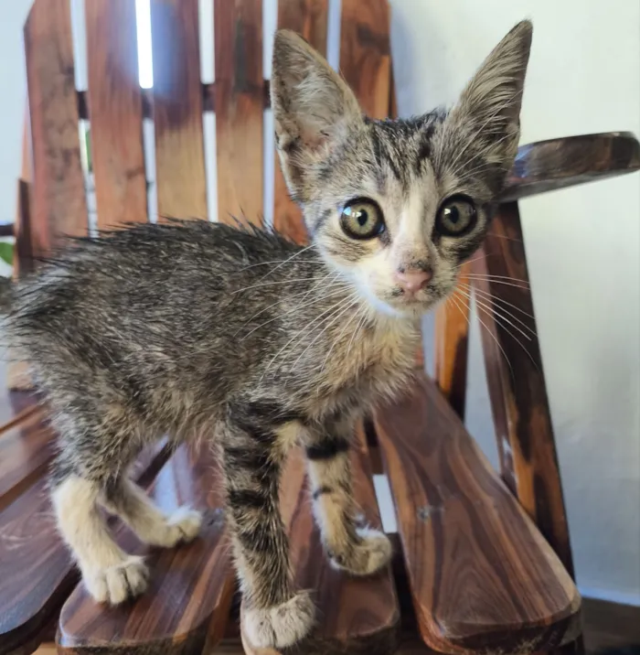 Gato raça SRD-ViraLata idade Abaixo de 2 meses nome ainda não tem nome*