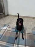 Lupy