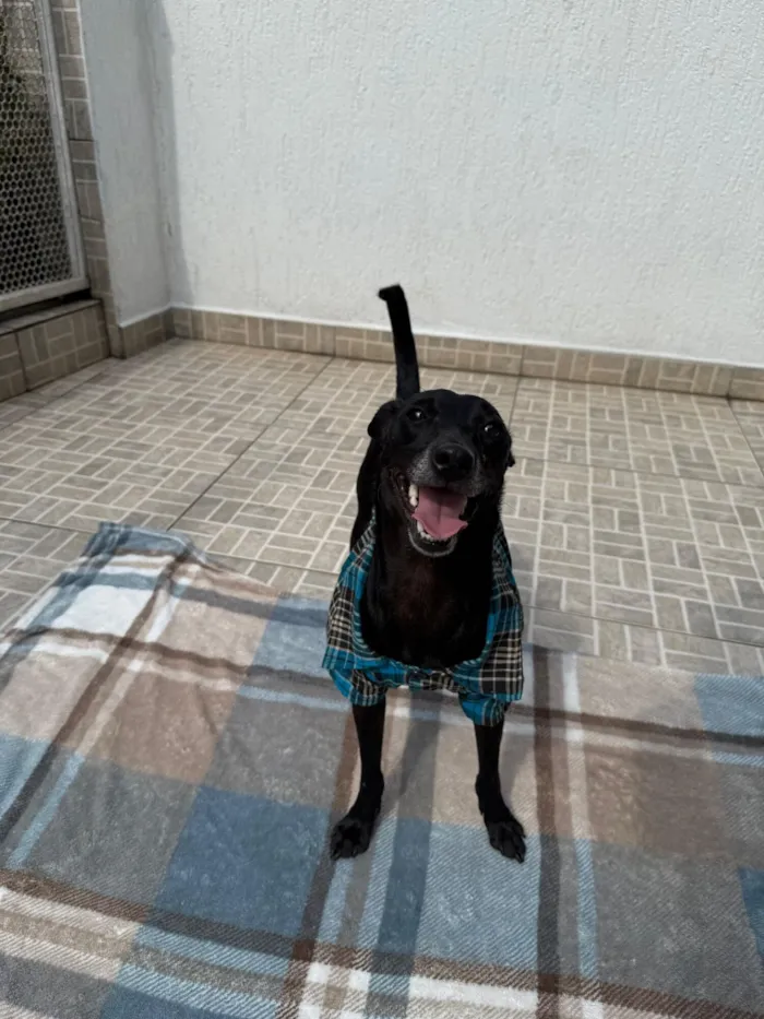 Cachorro raça SRD-ViraLata idade 1 ano nome Lupy