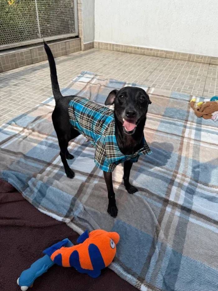 Cachorro raça SRD-ViraLata idade 1 ano nome Lupy