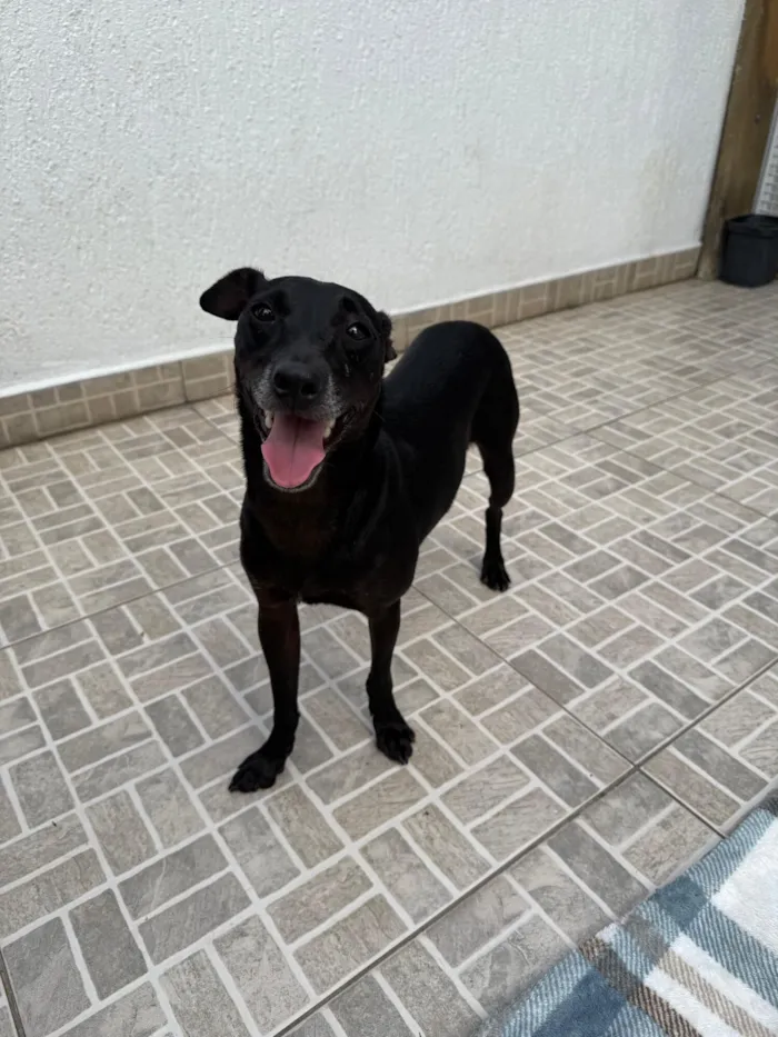 Cachorro raça SRD-ViraLata idade 1 ano nome Lupy
