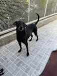 Lupy