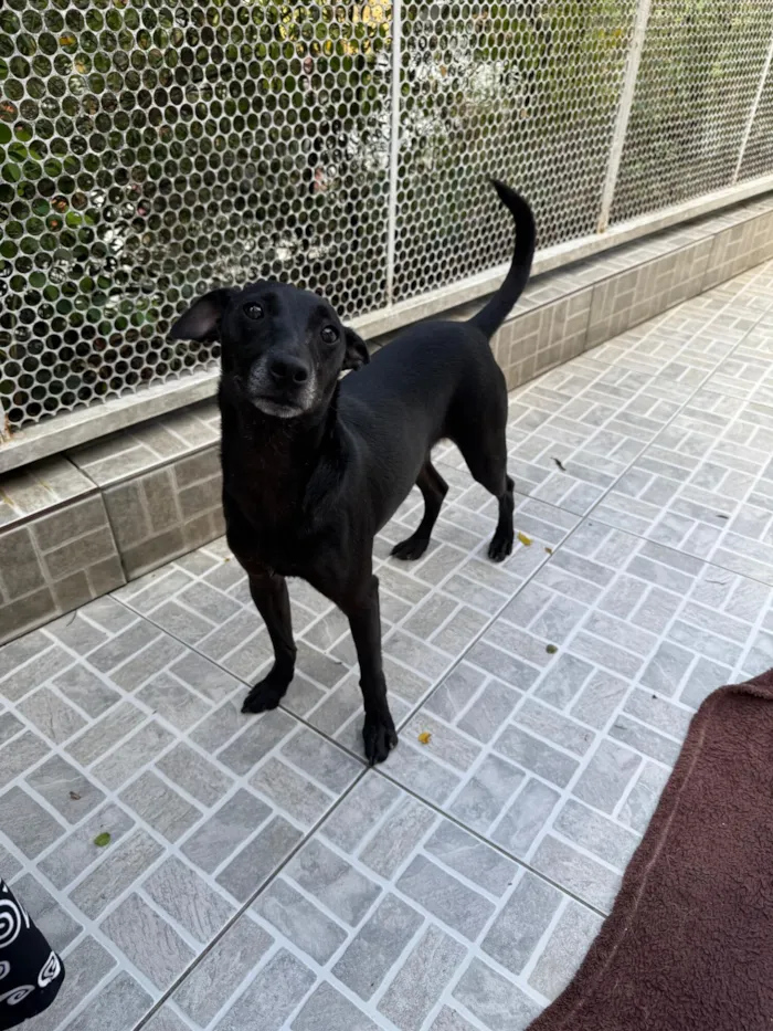 Cachorro raça SRD-ViraLata idade 1 ano nome Lupy