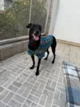 Lupy