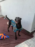 Lupy