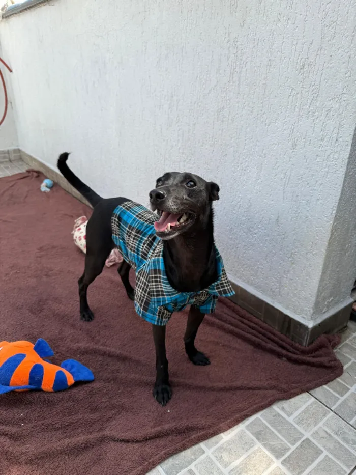 Cachorro raça SRD-ViraLata idade 1 ano nome Lupy
