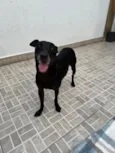 Lupy