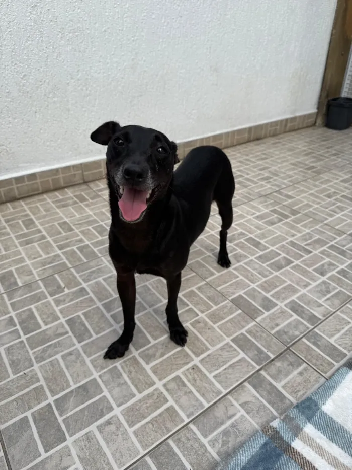 Cachorro raça SRD-ViraLata idade 1 ano nome Lupy