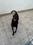 Lupy