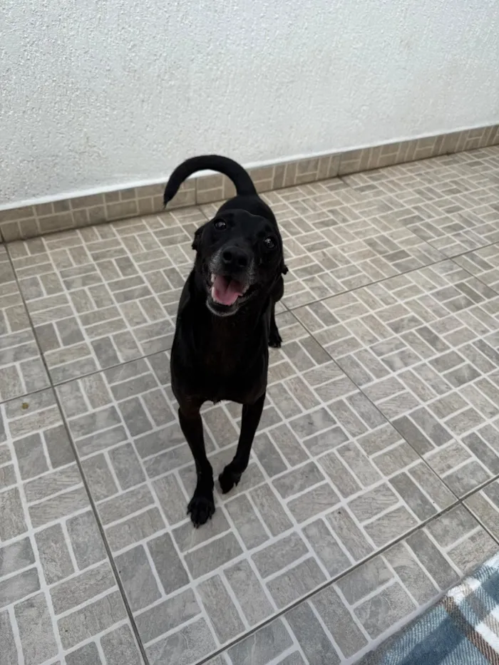 Cachorro raça SRD-ViraLata idade 1 ano nome Lupy