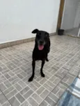Lupy
