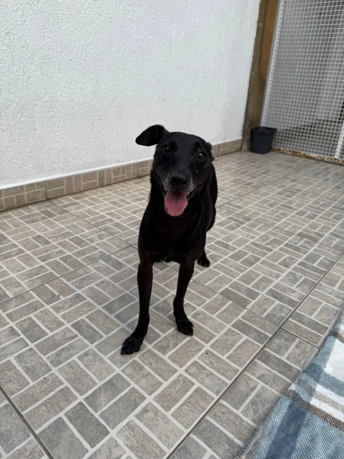Cachorro raça SRD-ViraLata idade 1 ano nome Lupy