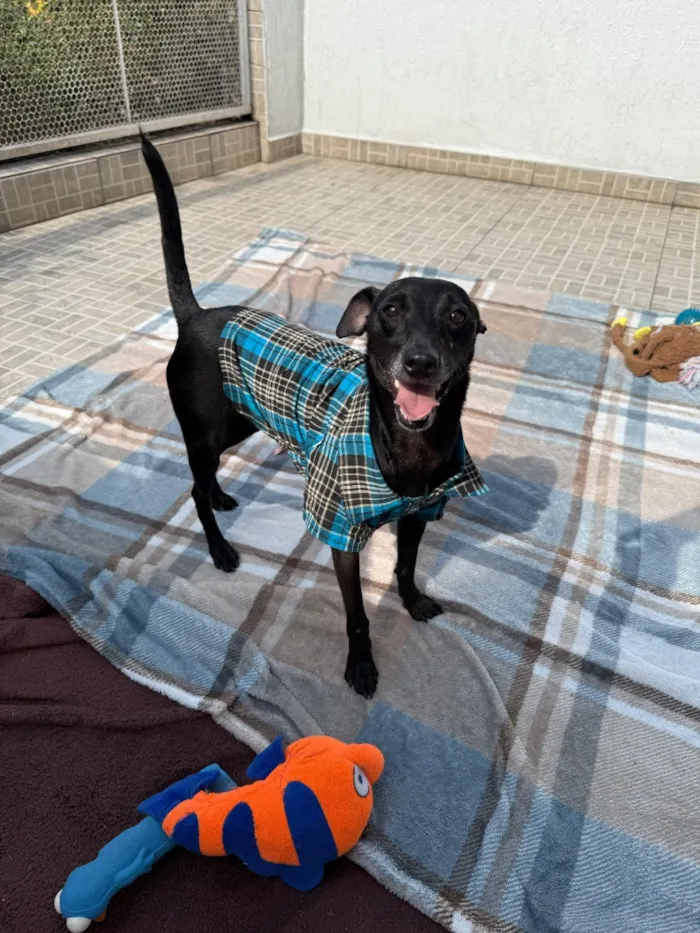 Cachorro raça SRD-ViraLata idade 1 ano nome Lupy