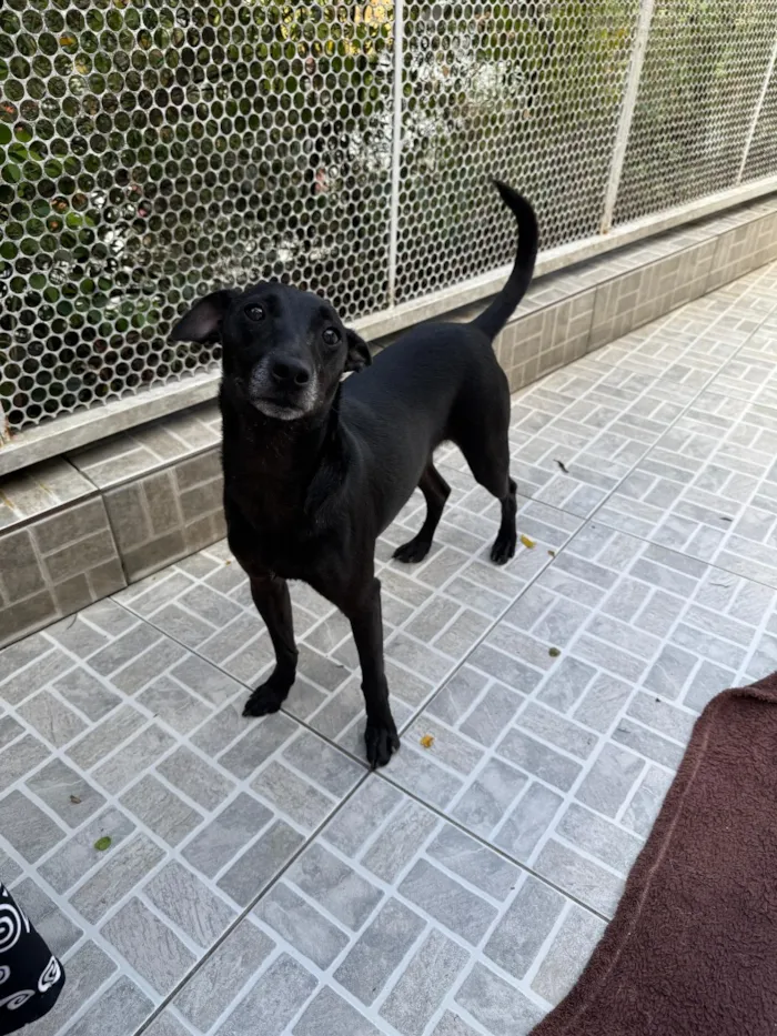 Cachorro raça SRD-ViraLata idade 1 ano nome Lupy