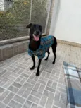 Lupy
