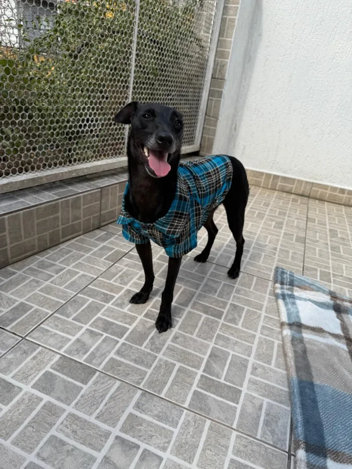 Cachorro raça SRD-ViraLata idade 1 ano nome Lupy