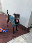 Lupy