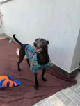 Lupy