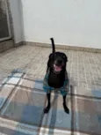 Lupy
