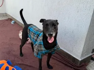 Cachorro raça SRD-ViraLata idade 1 ano nome Lupy
