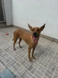 Lupina