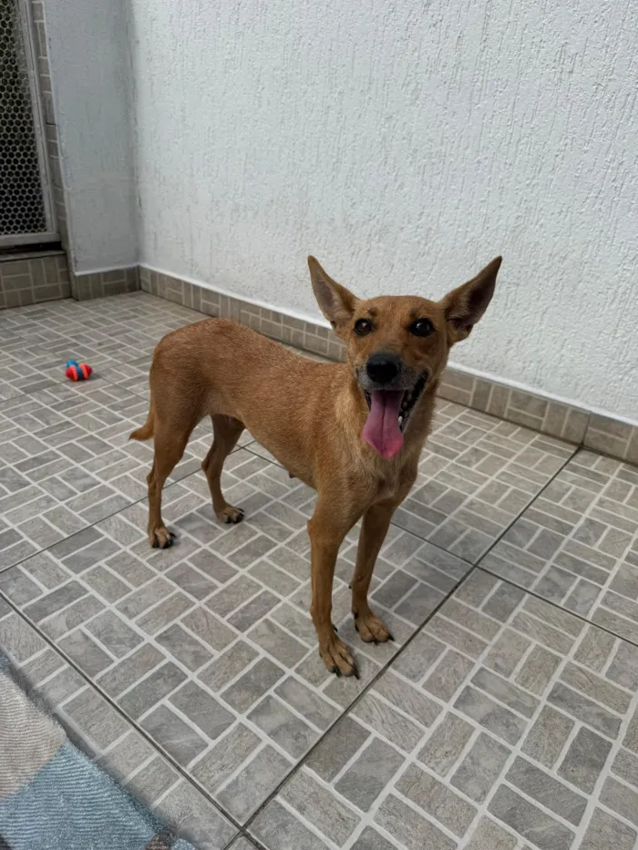 Cachorro raça SRD-ViraLata idade 1 ano nome Lupina