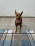 Lupina