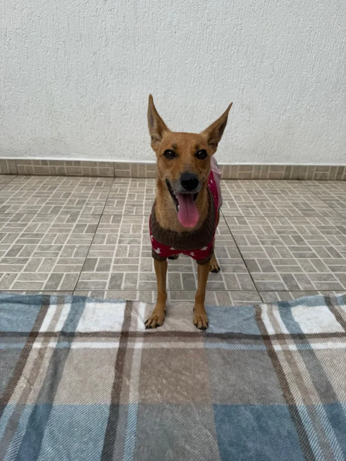Cachorro raça SRD-ViraLata idade 1 ano nome Lupina
