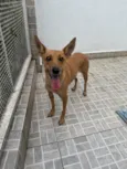 Lupina