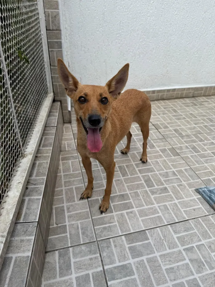 Cachorro raça SRD-ViraLata idade 1 ano nome Lupina