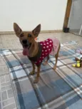 Lupina
