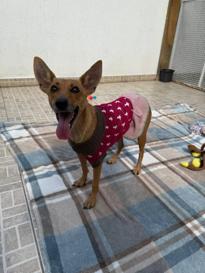 Cachorro raça SRD-ViraLata idade 1 ano nome Lupina