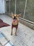 Lupina