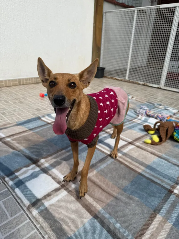 Cachorro raça SRD-ViraLata idade 1 ano nome Lupina