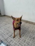 Lupina
