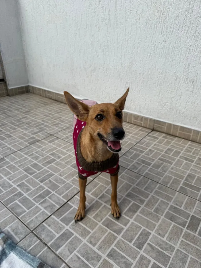 Cachorro raça SRD-ViraLata idade 1 ano nome Lupina
