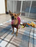 Lupina