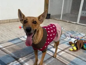 Cachorro raça SRD-ViraLata idade 1 ano nome Lupina