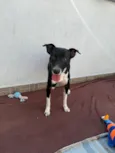 Floki