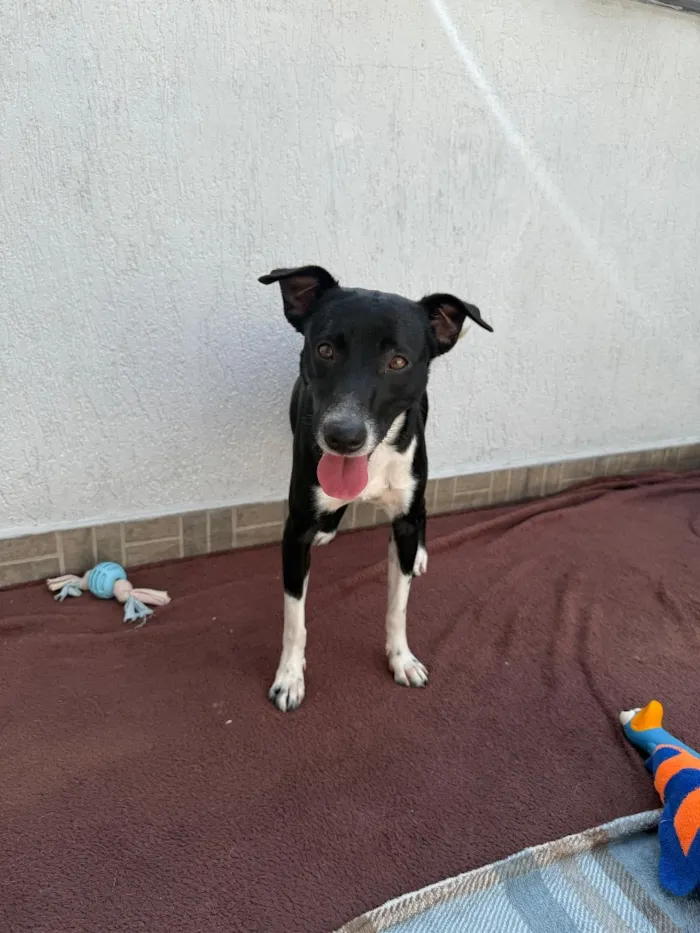 Cachorro raça SRD-ViraLata idade 1 ano nome Floki