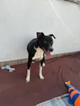 Floki