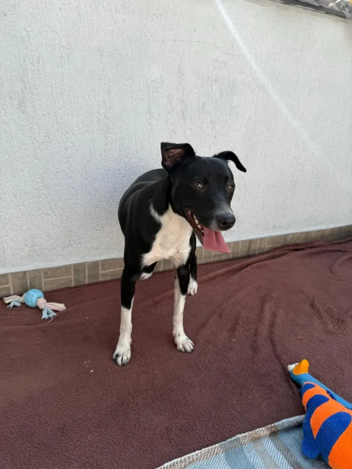 Cachorro raça SRD-ViraLata idade 1 ano nome Floki