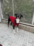 Floki